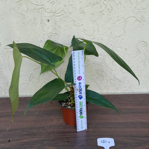 #H120 Anthurium Truncicola x Forgetii