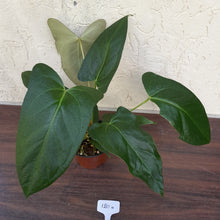 Load image into Gallery viewer, #H120 Anthurium Truncicola x Forgetii