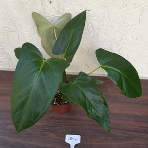 #H120 Anthurium Truncicola x Forgetii