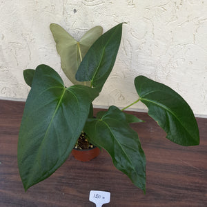 #H120 Anthurium Truncicola x Forgetii