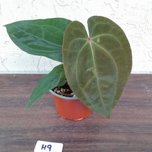 Load image into Gallery viewer, #H9 Anthurium Hoffmanii x (From Red Sinus Parent)