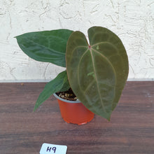 Load image into Gallery viewer, #H9 Anthurium Hoffmanii x (From Red Sinus Parent)