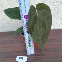 Load image into Gallery viewer, #H9 Anthurium Hoffmanii x (From Red Sinus Parent)