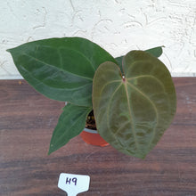 Load image into Gallery viewer, #H9 Anthurium Hoffmanii x (From Red Sinus Parent)