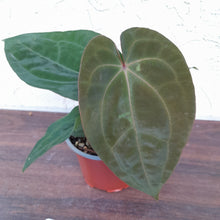 Load image into Gallery viewer, #H9 Anthurium Hoffmanii x (From Red Sinus Parent)