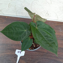 Load image into Gallery viewer, #H9 Anthurium Hoffmanii x (From Red Sinus Parent)