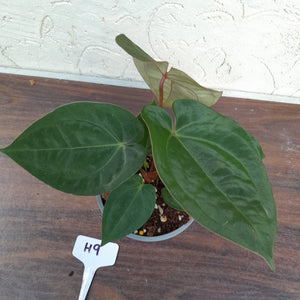 #H9 Anthurium Hoffmanii x (From Red Sinus Parent)