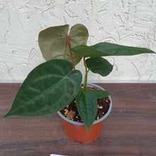 Load image into Gallery viewer, #H9 Anthurium Hoffmanii x (From Red Sinus Parent)