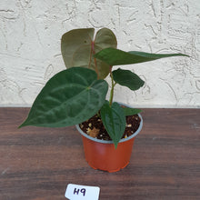 Load image into Gallery viewer, #H9 Anthurium Hoffmanii x (From Red Sinus Parent)