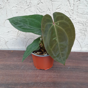 #H9 Anthurium Hoffmanii x (From Red Sinus Parent)