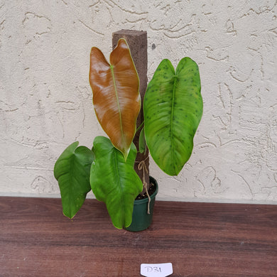 #D31 Philodendron Sharoniae