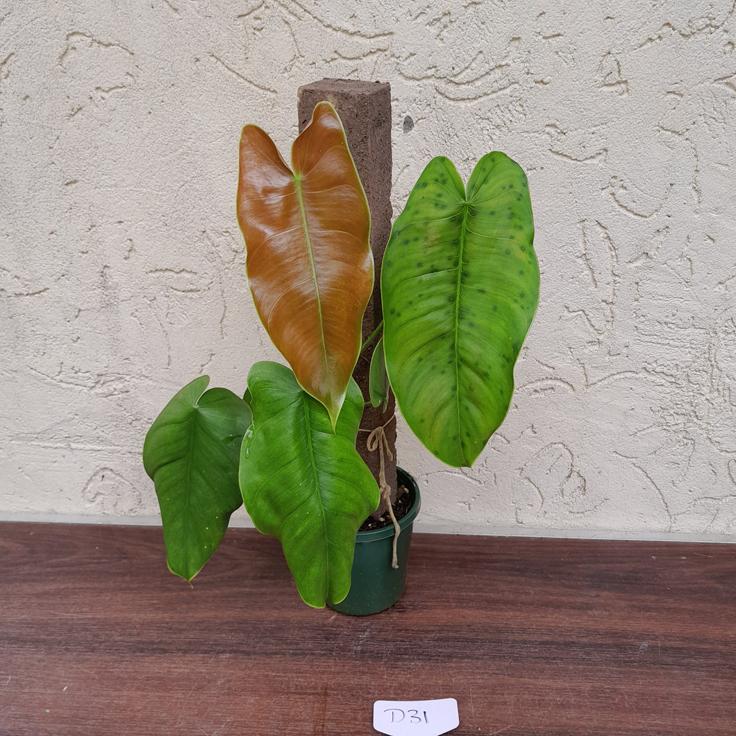 #D31 Philodendron Sharoniae