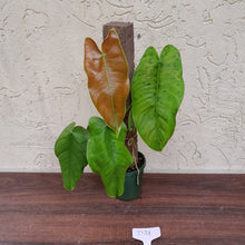 Load image into Gallery viewer, #D31 Philodendron Sharoniae