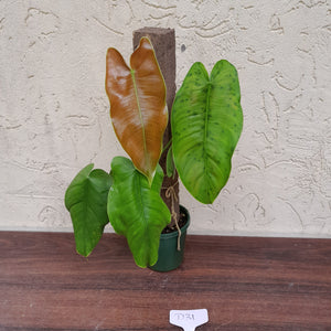 #D31 Philodendron Sharoniae