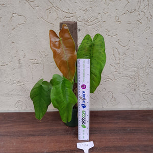 #D31 Philodendron Sharoniae