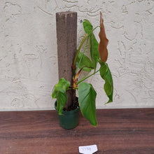 Load image into Gallery viewer, #D31 Philodendron Sharoniae