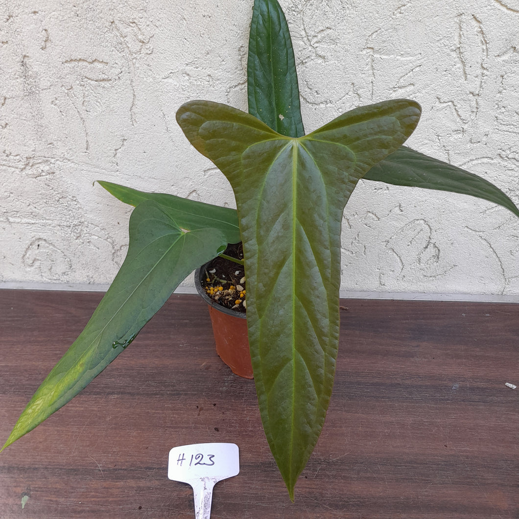 #H123 Anthurium Truncicola x Forgetii