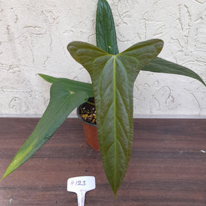 #H123 Anthurium Truncicola x Forgetii