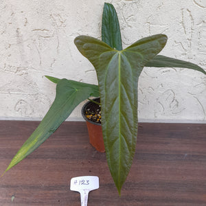 #H123 Anthurium Truncicola x Forgetii