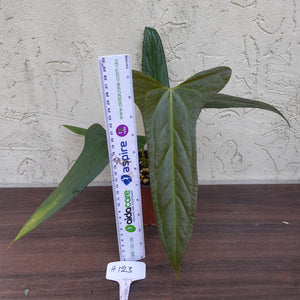 #H123 Anthurium Truncicola x Forgetii