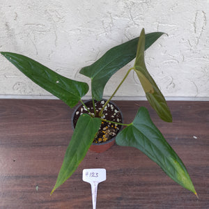 #H123 Anthurium Truncicola x Forgetii