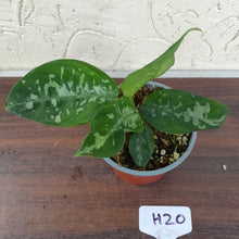 Load image into Gallery viewer, #H20 Two x Headed Aglaonema Pictum Bicolor