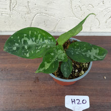 Load image into Gallery viewer, #H20 Two x Headed Aglaonema Pictum Bicolor