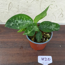 Load image into Gallery viewer, #H20 Two x Headed Aglaonema Pictum Bicolor