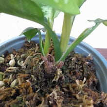 Load image into Gallery viewer, #H20 Two x Headed Aglaonema Pictum Bicolor