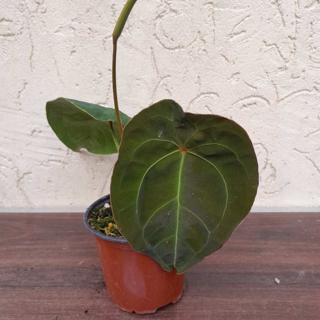 #H7 Flowering, Pink Sinus Anthurium Forgetii x