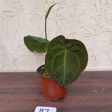 Load image into Gallery viewer, #H7 Flowering, Pink Sinus Anthurium Forgetii x