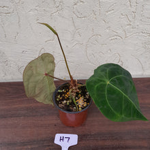 Load image into Gallery viewer, #H7 Flowering, Pink Sinus Anthurium Forgetii x