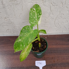 Load image into Gallery viewer, #D30 Philodendron Jose Buono