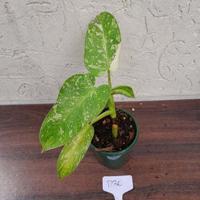 #D30 Philodendron Jose Buono