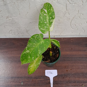 #D30 Philodendron Jose Buono