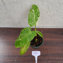 Load image into Gallery viewer, #D30 Philodendron Jose Buono
