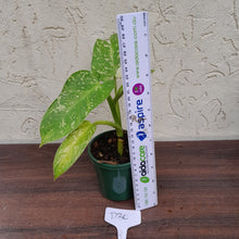 Load image into Gallery viewer, #D30 Philodendron Jose Buono