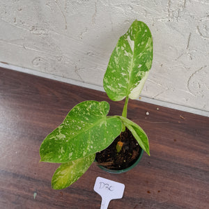 #D30 Philodendron Jose Buono
