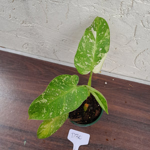 #D30 Philodendron Jose Buono