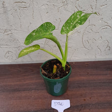 Load image into Gallery viewer, #D30 Philodendron Jose Buono