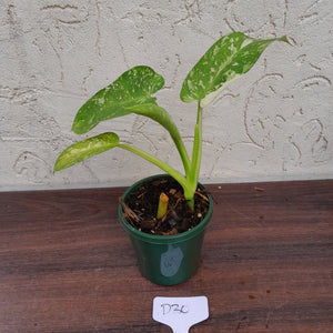 #D30 Philodendron Jose Buono