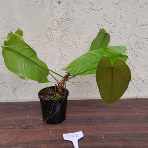 #D52 Philodendron Sharoniae