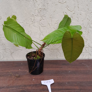 #D52 Philodendron Sharoniae