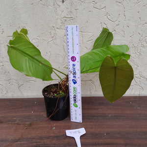 #D52 Philodendron Sharoniae