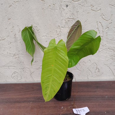 #D52 Philodendron Sharoniae