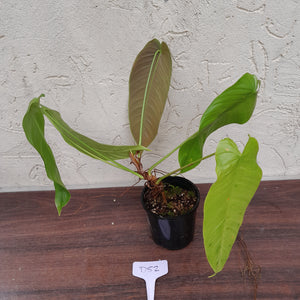 #D52 Philodendron Sharoniae