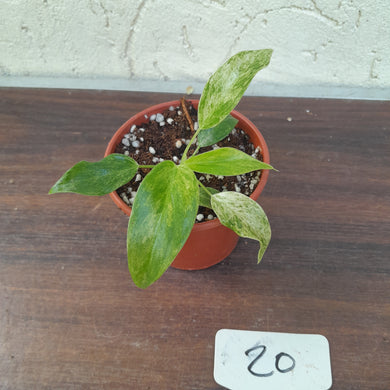 #20 Variegated Philodendron Giganteum