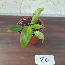 Load image into Gallery viewer, #20 Variegated Philodendron Giganteum