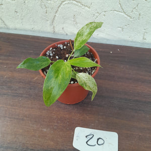 #20 Variegated Philodendron Giganteum
