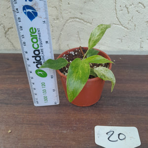 #20 Variegated Philodendron Giganteum